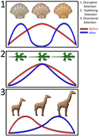 Selection graphs: disruptive, stabilizing, directional