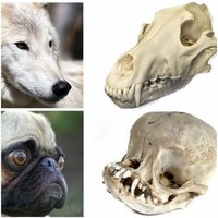 Dog breeds showing artificial selection