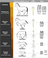 Fossil record showing horse evolution