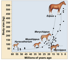 Graph of horse body size over time
