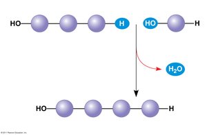 Dehydration reaction: synthesizing a polymer