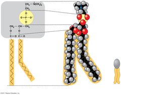 Phospholipid structure