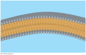 Phospholipid bilayer arrangement