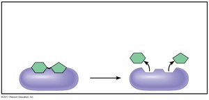Enzymatic proteins