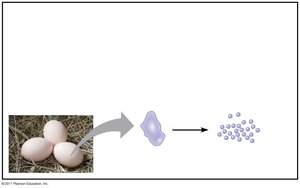 Storage proteins