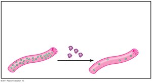 Hormonal proteins
