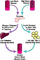 Insulin function