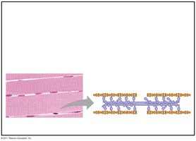 Contractile and motor proteins