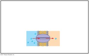 Transport proteins