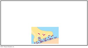 Receptor proteins