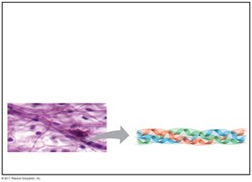 Structural proteins