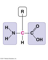 Amino acid structure