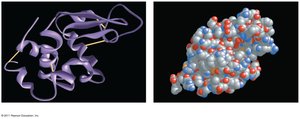 Protein models