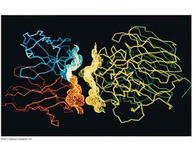 Antibody protein and flu virus protein