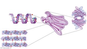 Levels of protein structure