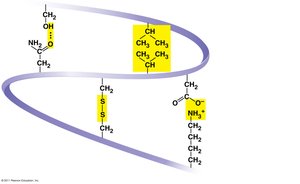 Tertiary structure interactions