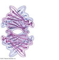 Quaternary structure: transthyretin protein