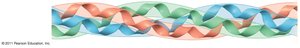 Quaternary structure: collagen