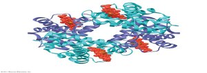 Quaternary structure: hemoglobin