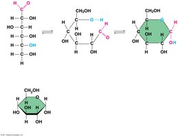 Linear and ring forms of glucose