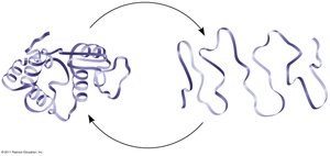 Protein denaturation