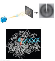 X-ray crystallography and protein structure
