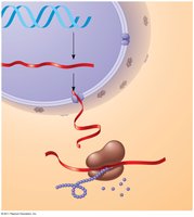 DNA, mRNA, and protein synthesis