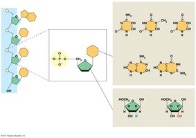 Nucleotide structure and components