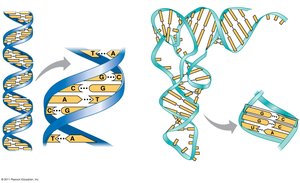 DNA and RNA structure: base pairing
