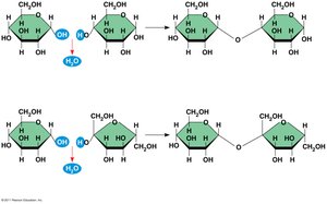 Dehydration reaction in the synthesis of maltose and sucrose