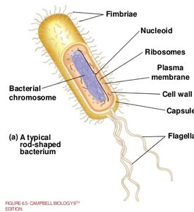 Structure of a typical rod-shaped bacterium