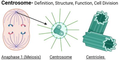 Centrosome structure and function