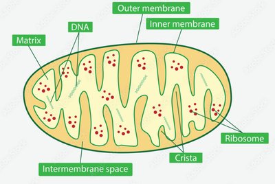 Structure of a mitochondrion