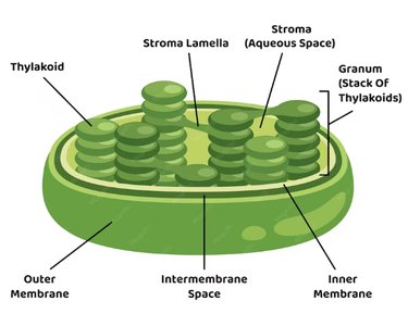 Structure of a chloroplast