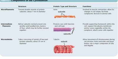 Table of cytoskeleton components