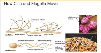 How cilia and flagella move
