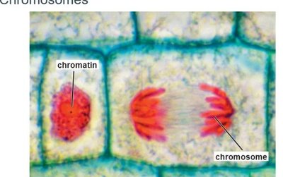 Chromatin and chromosomes in dividing cells