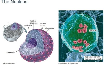 Structure of the nucleus