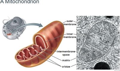 Structure of a mitochondrion