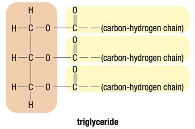 Diagram of triglyceride structure