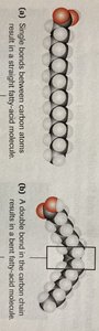 Comparison of saturated and unsaturated fatty acid chains
