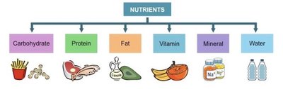 Diagram of major nutrient classes: carbohydrate, protein, fat, vitamin, mineral, water