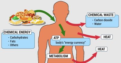 Diagram showing how food is converted to ATP, heat, and waste in the body