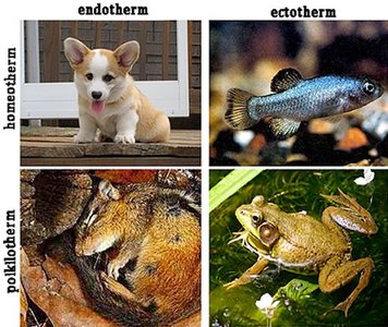 Comparison of endotherms and ectotherms