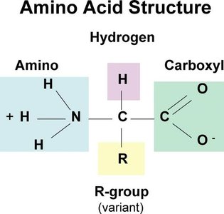 Diagram of amino acid structure
