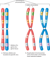 Law of independent assortment