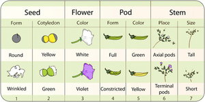 Mendel's seven pea plant characters