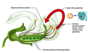 Self-pollination in pea plants