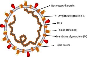 Covid-19 virus structure