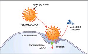 SARS-CoV-2 entry via ACE-2 receptor